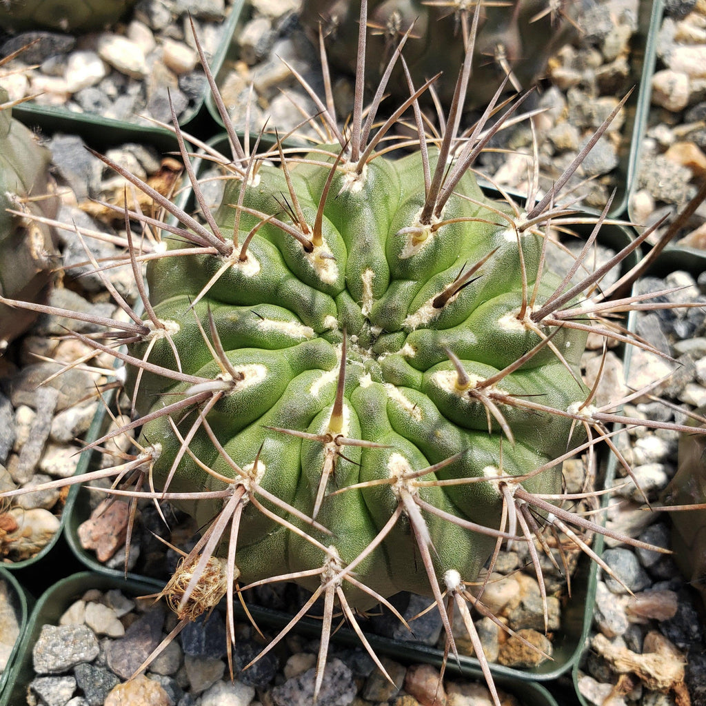 Echinopsis Sierra Grandensis