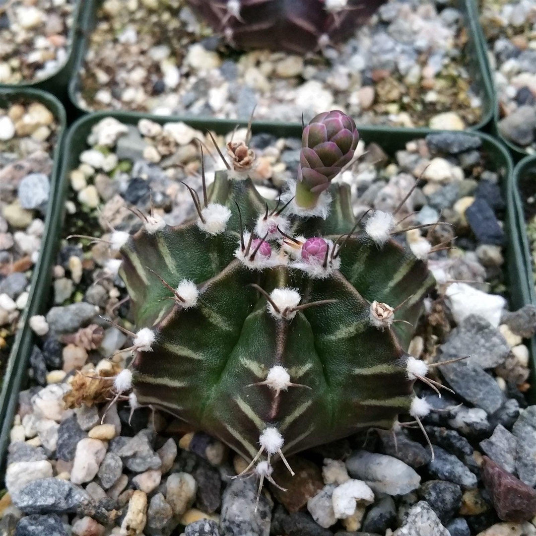 Gymnocalycium friedrichii