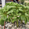 aeonium bethencourtianum