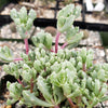 Pink Ice plant Succulent &