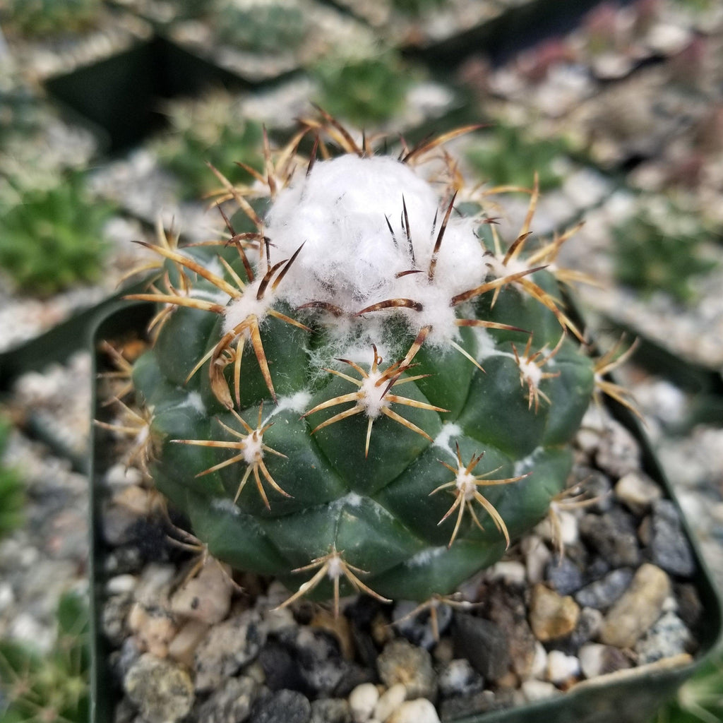 Coryphanta greenwoodii