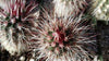 Echinocereus vivediflorus canus