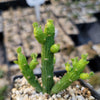 Monadenium ellenbeckii