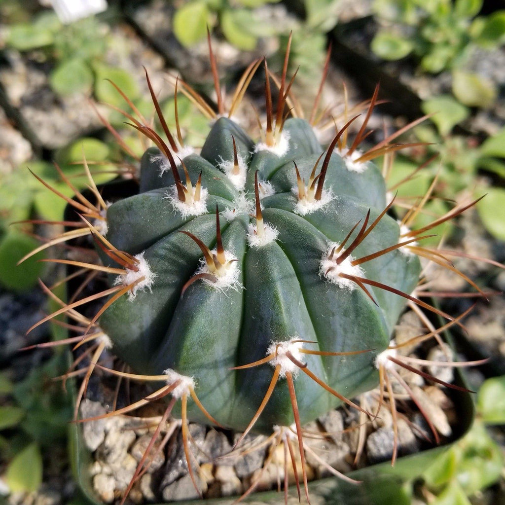 Melocactus levitestatus warasii