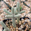 Cylindropuntia ramosissima