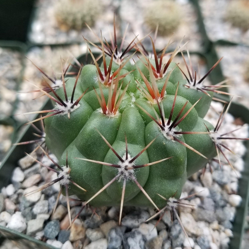 Gymnocalycium achirasense v. orientale