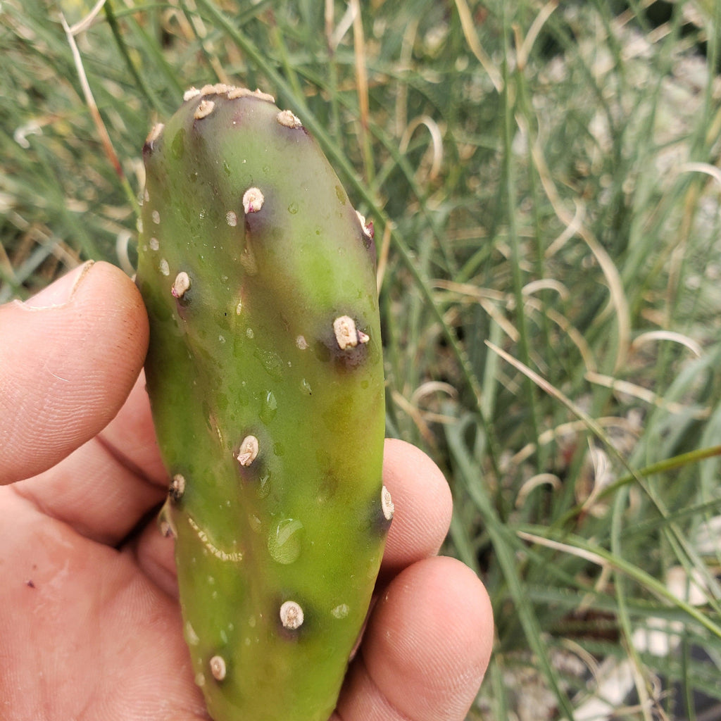 Opuntia canterae elata Cutting