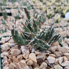 Paper Pine Cactus - Maihueniopsis glomerata