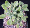 Monadenium ritchei ssp. nymbayense