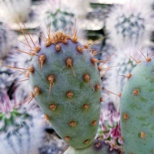 Opuntia Santa "Baby" Rita pad cutting