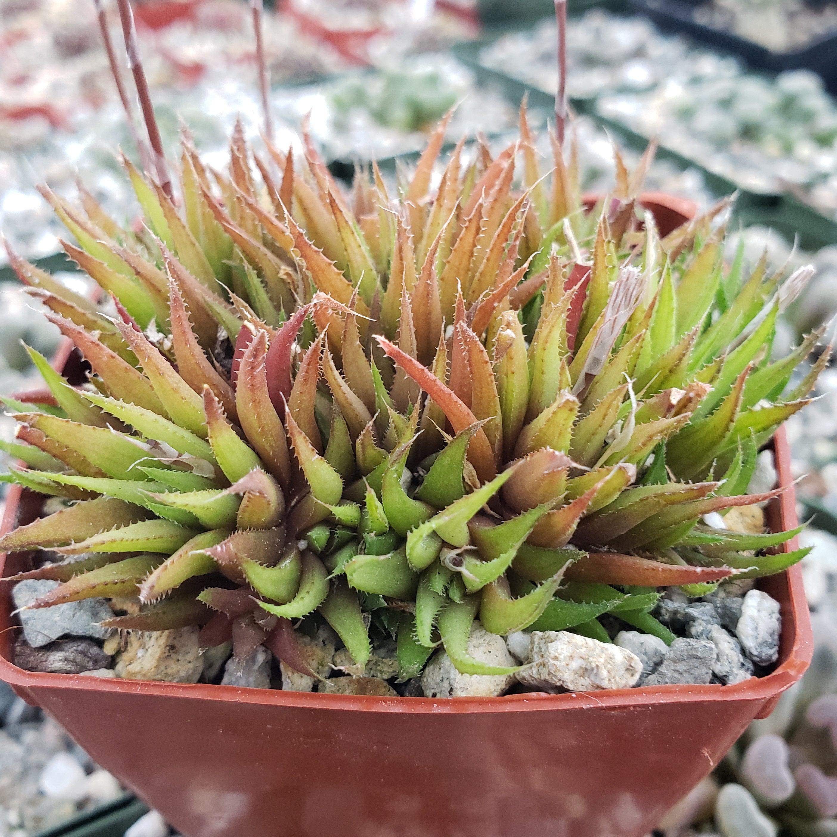 Haworthia chloracantha