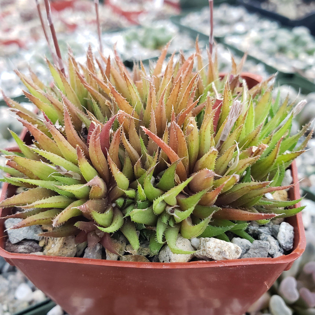 Haworthia chloracantha