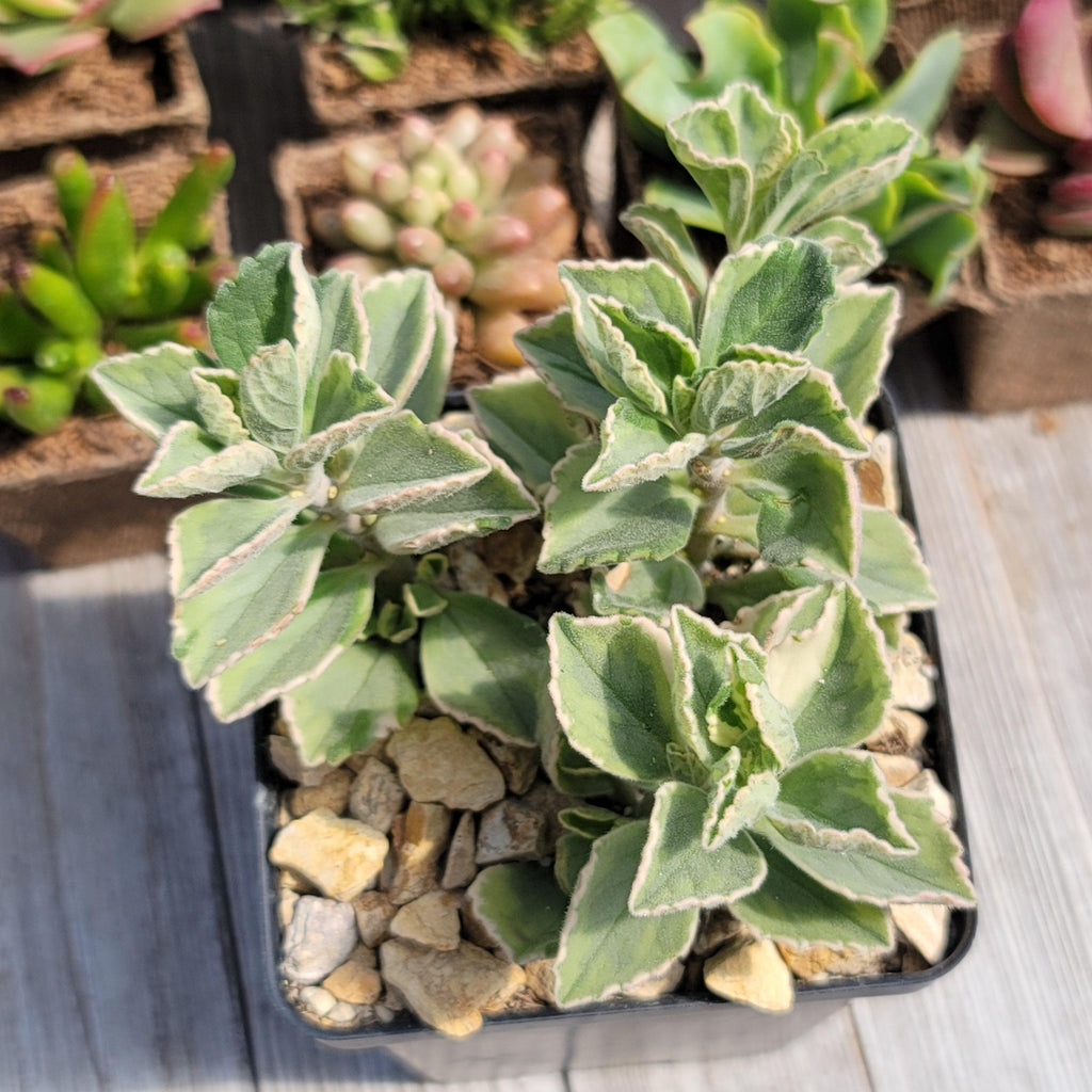 Plectranthus neochilus variegata