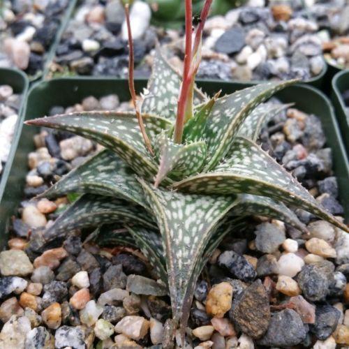 Aloe descoingsii