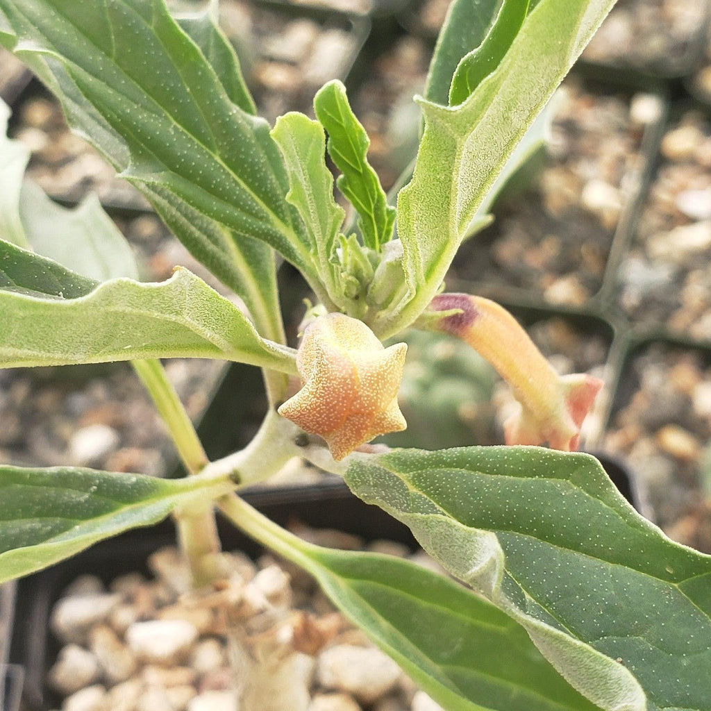 Pterodiscus aurantiacus