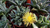 Faucaria tigrina