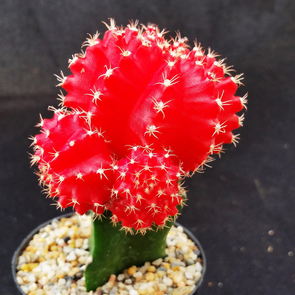 cactus succulent with red top Red Grafted Moon Cactus