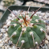 Gymnocalycium vatteri paucispinum