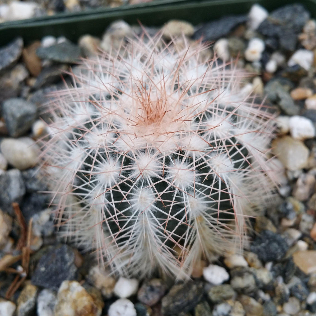 Echinocereus reichenbachii albispinus