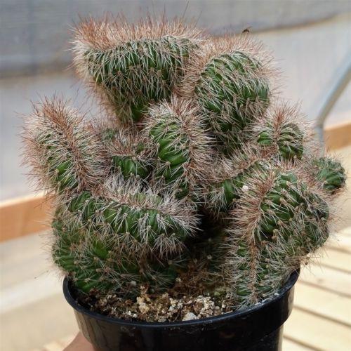 Stenocereus hollianus cristata