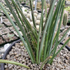 Red Yucca - Hesperaloe parviflora