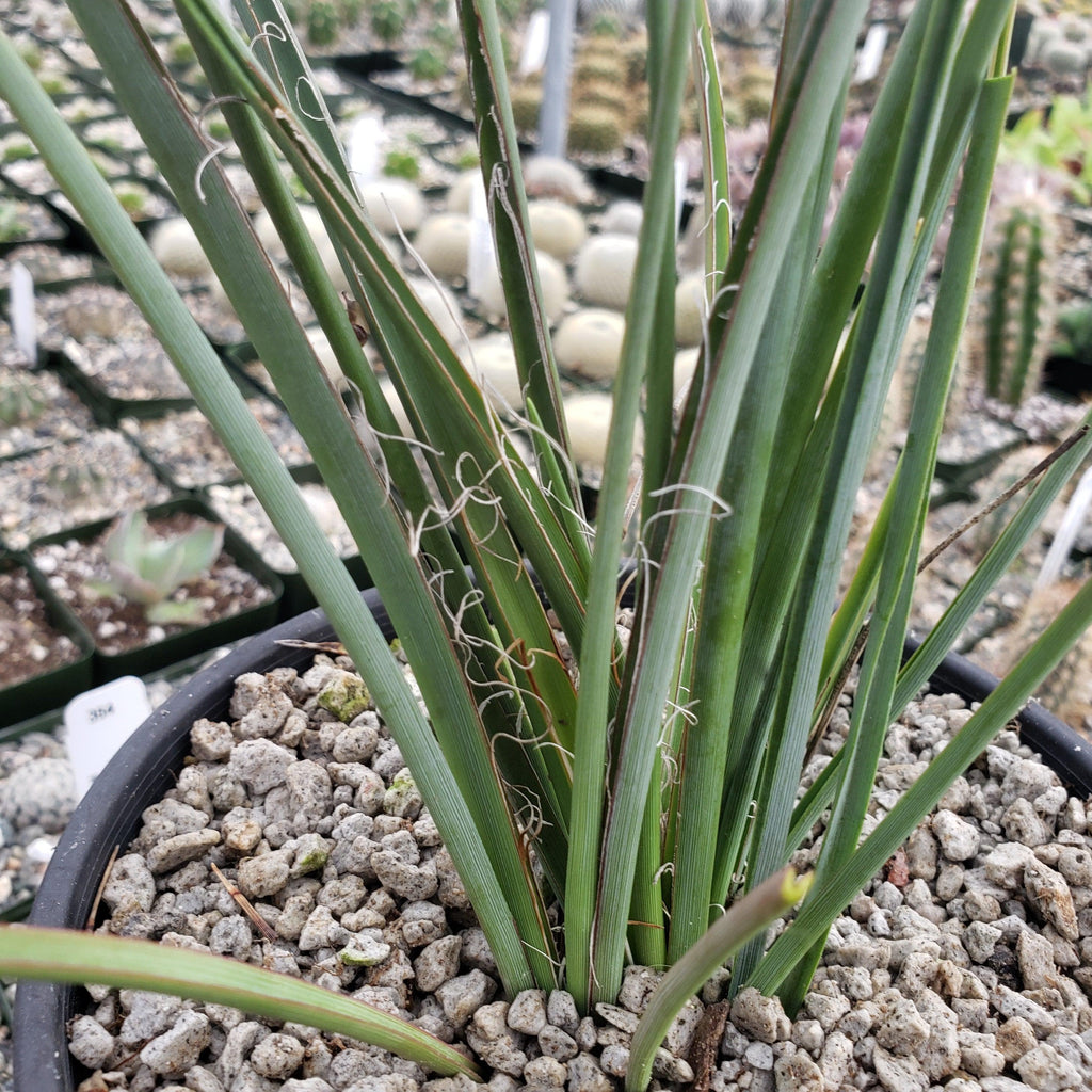 Red Yucca - Hesperaloe parviflora