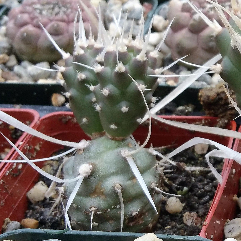 Tephrocactus articulatus v. papyracantus