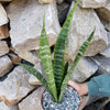 Mother in Law Plant ‘Sansevieria trifasciata’ Snake Plant