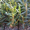 Adenium somalense