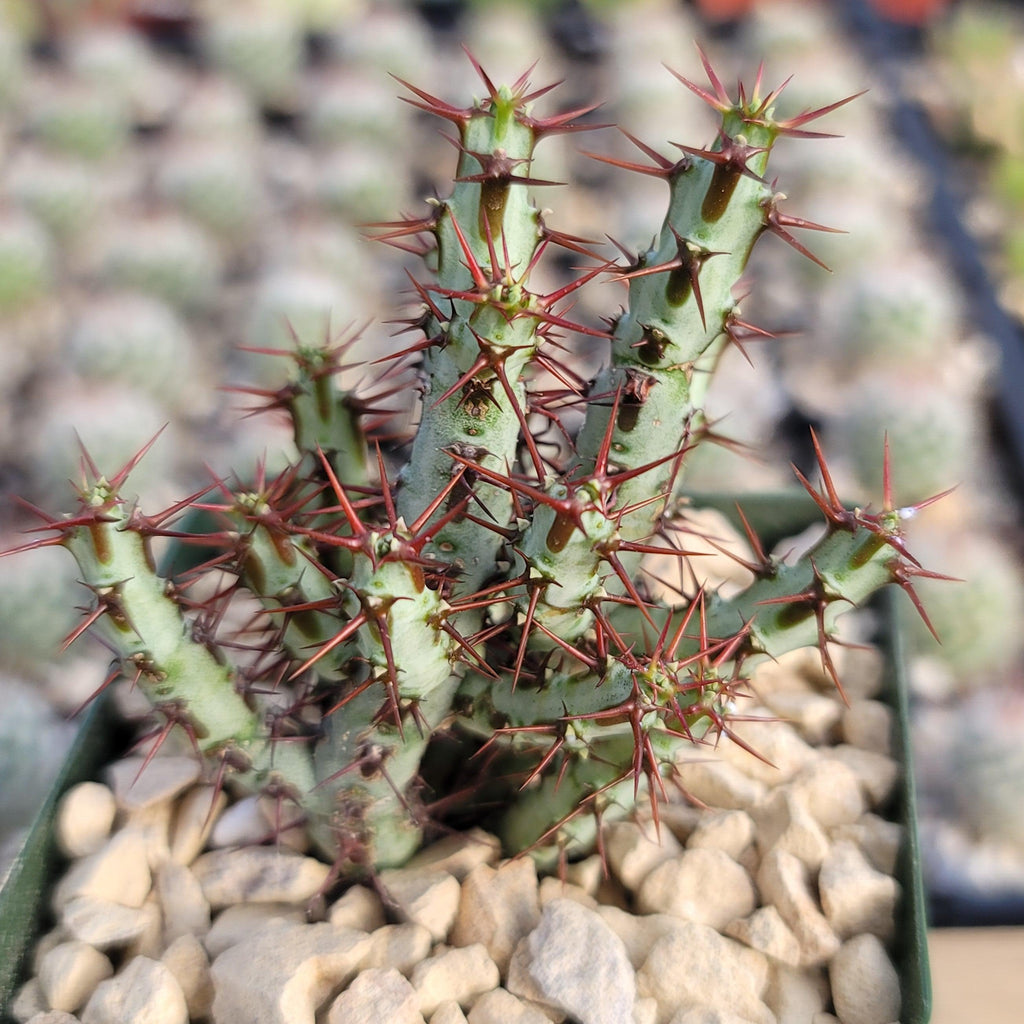 Euphorbia Aeruginosa