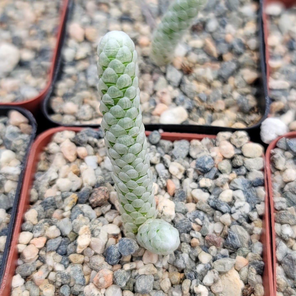 Avonia papyracea namaensis