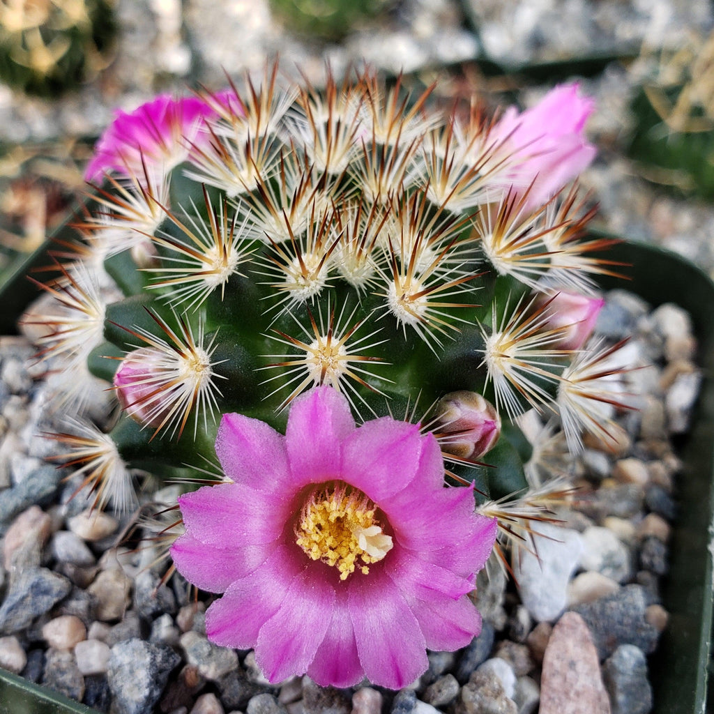 Mammillaria lauii subducta