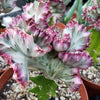 Grafted Euphorbia lactea crest