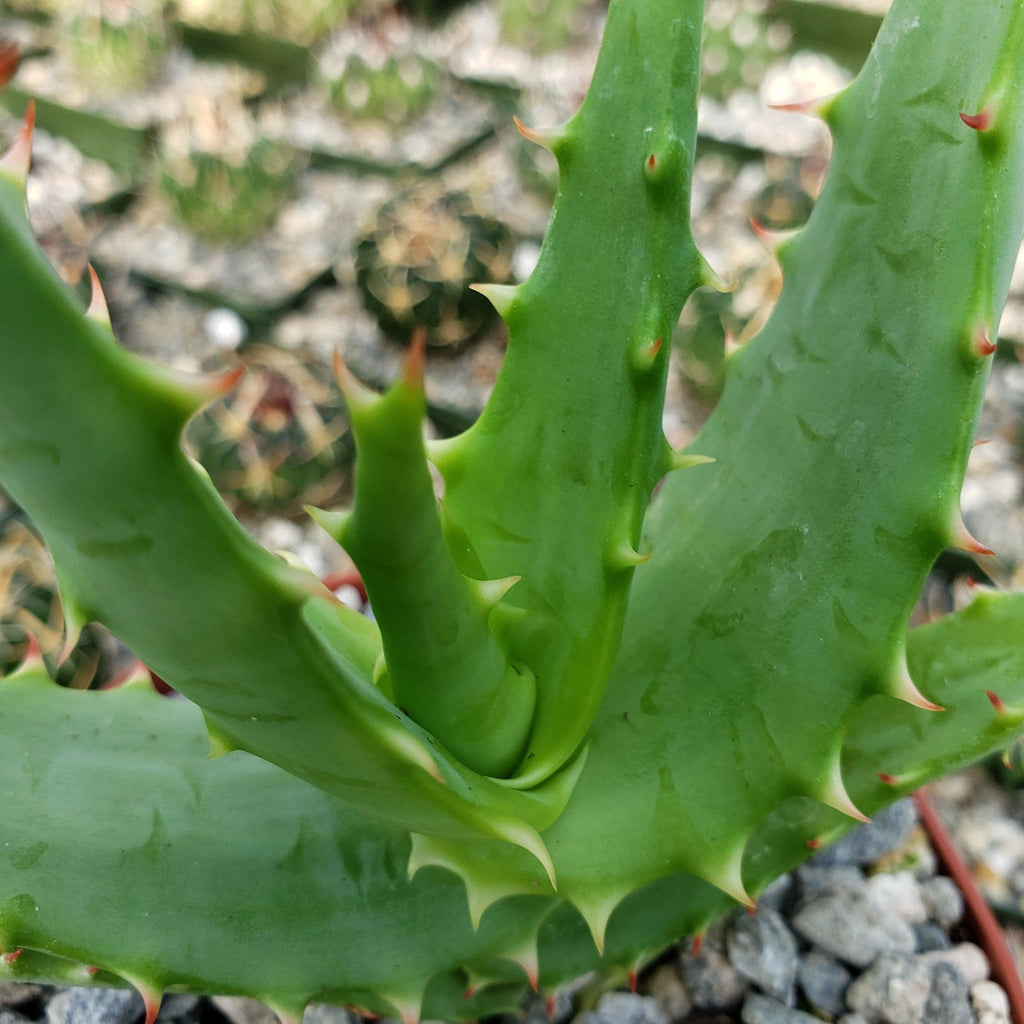 Aloe africana