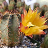 Echinocereus ochoterenae