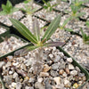 Pachypodium horombense