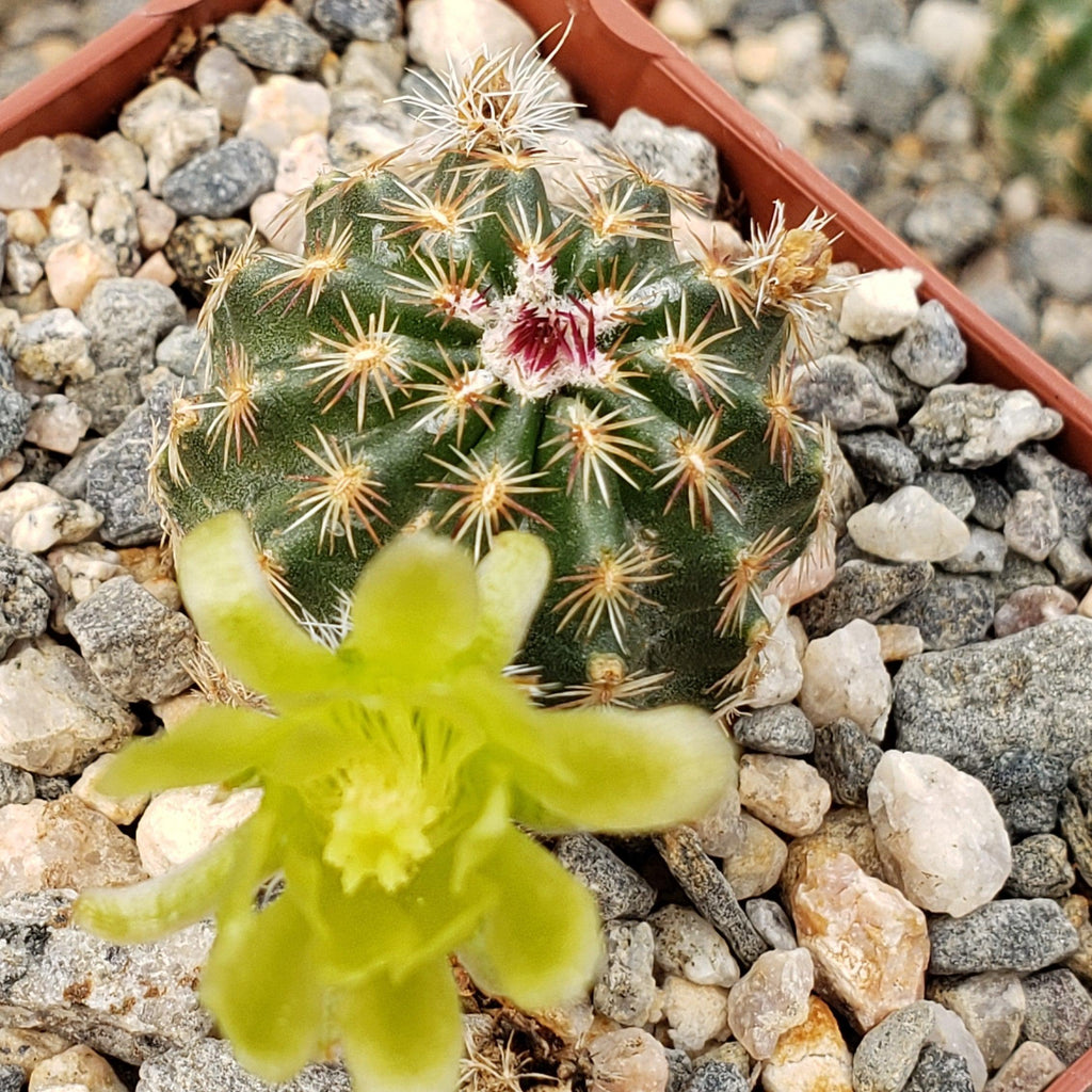 Echinocereus viridiflorus montanus