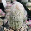 Peruvian Old Lady Cactus - Espostoa melanostele