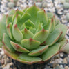 Echeveria ramillette