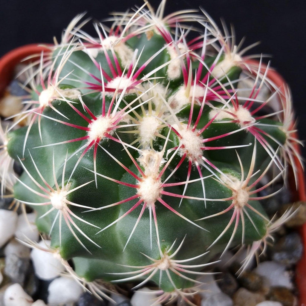 Thelocactus bicolor ssp. schwarzii