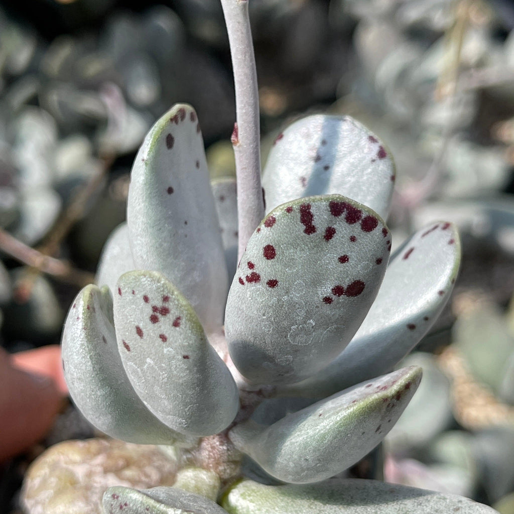 Adromischus alstonii