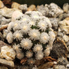 Mammillaria theresae