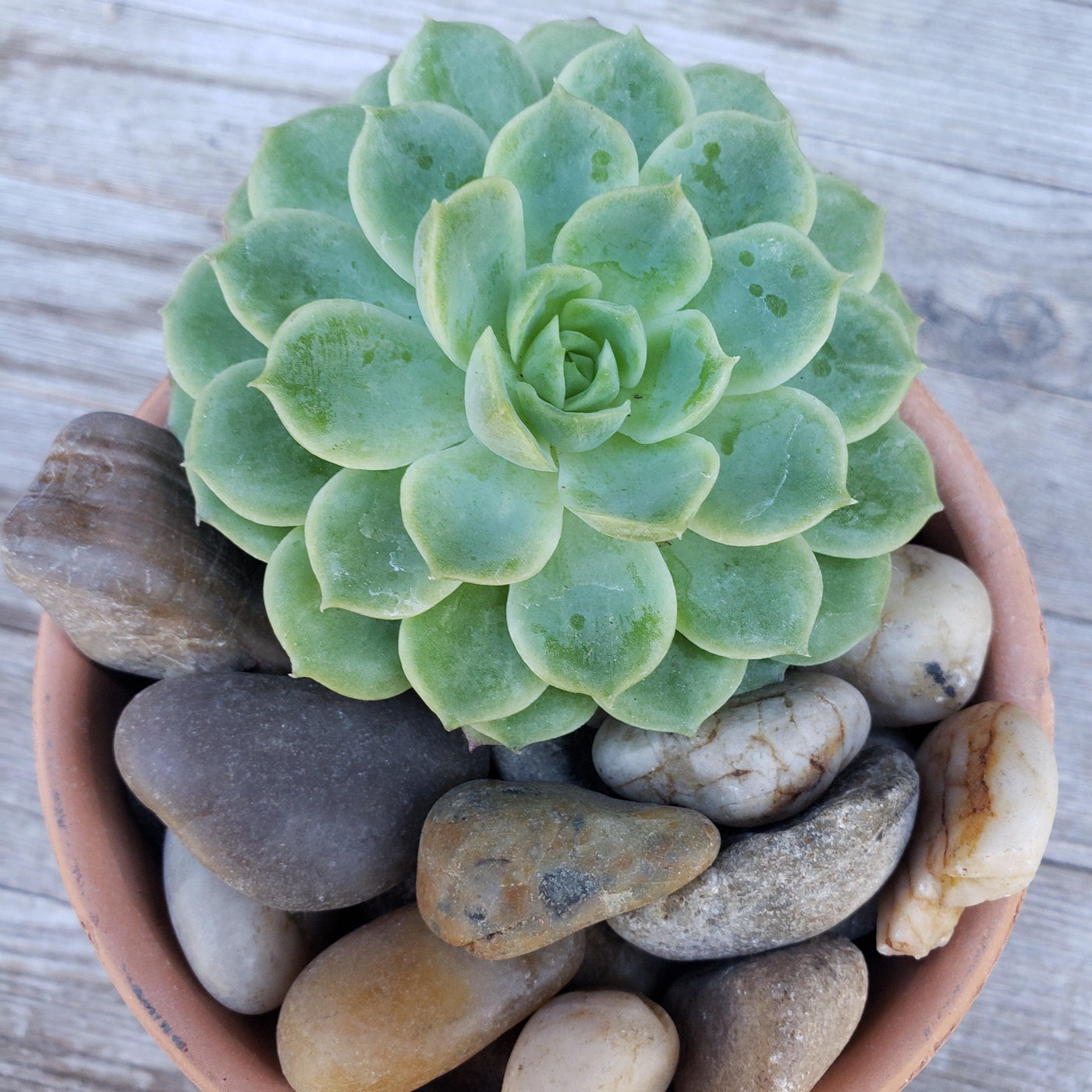 river rock succulents 1 Lb Brown pebbles River Rock Cactus and Succulent Top Soil Dressing – Planet Desert