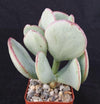 Silver Dollar Plant ‘Crassula arborescens&