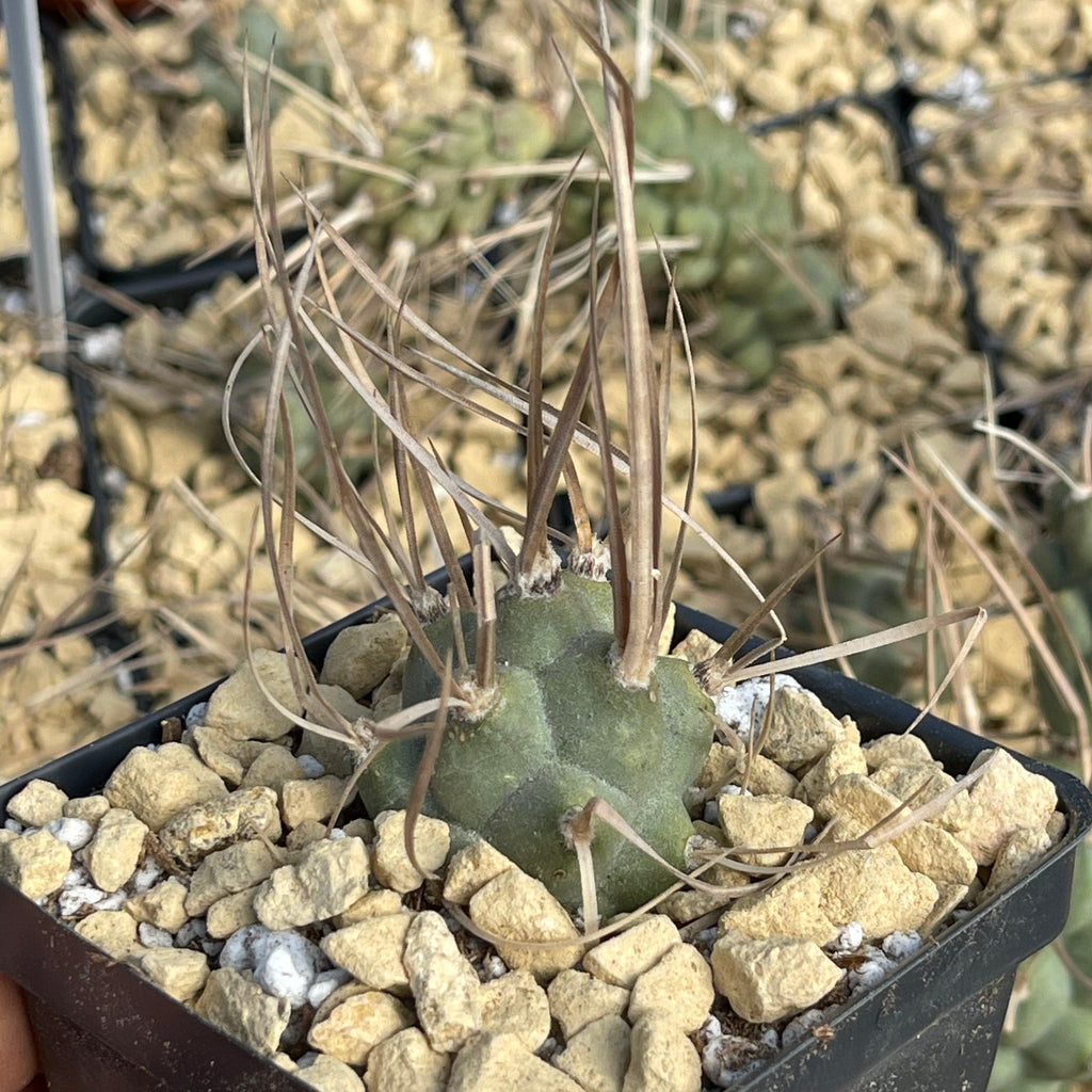 Tephrocactus aoracanthus