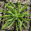 Senecio vitalis