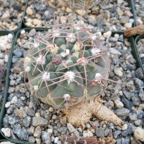 Gymnocalycium riojense