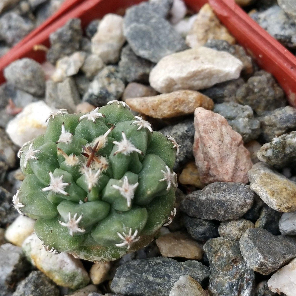 Turbinocarpus alonsoi