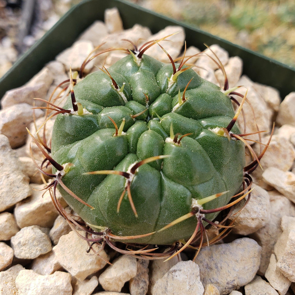 Submatucana aureiflora