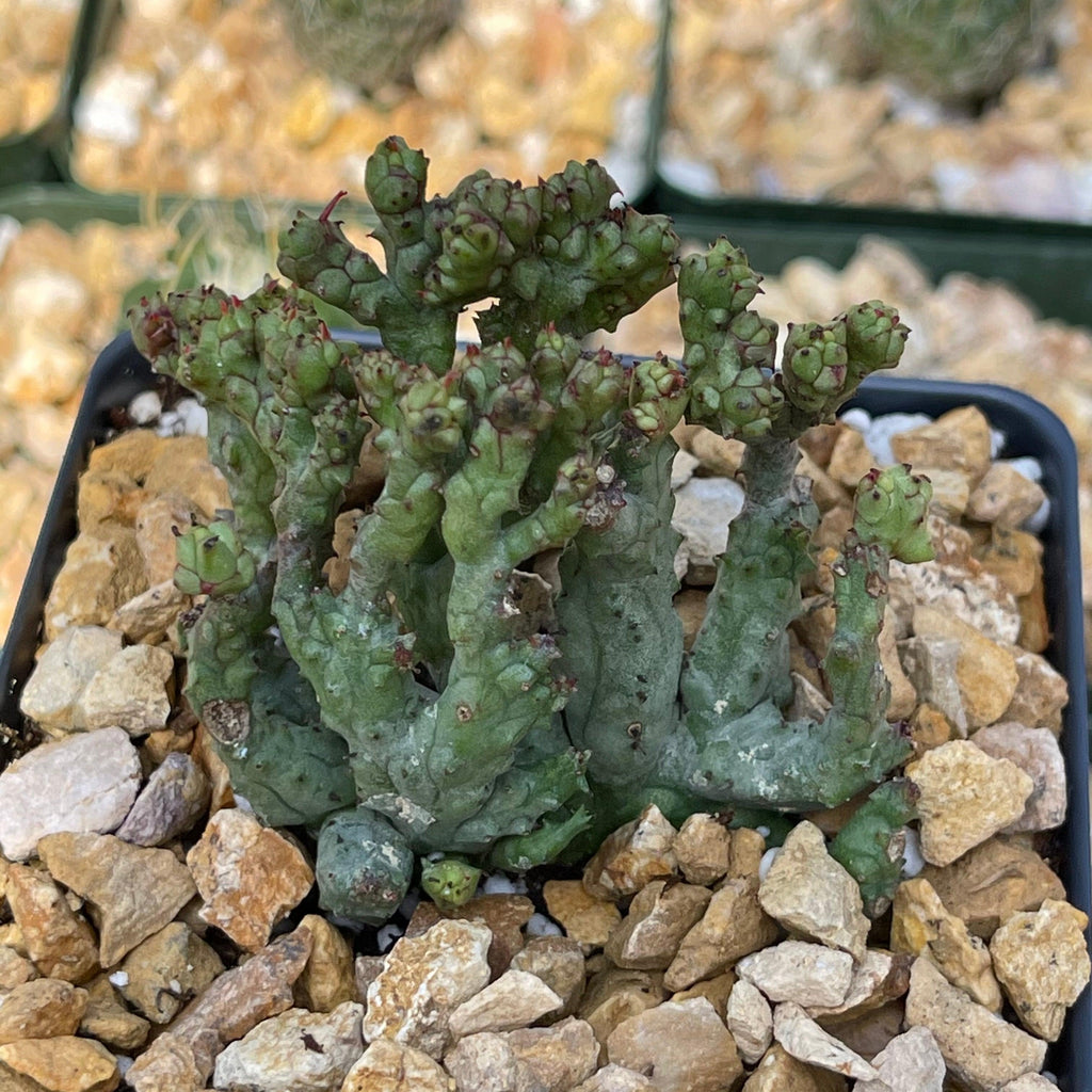 Euphorbia enopla coral